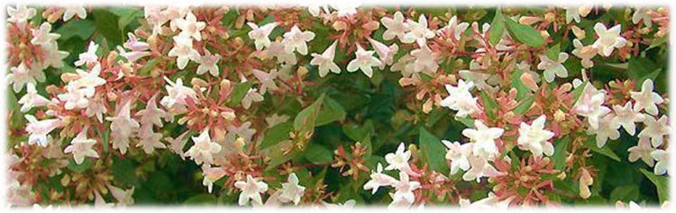 abelia.jpg